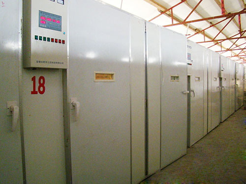 ������ (6)