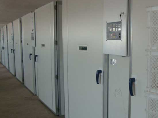 ������ (8)