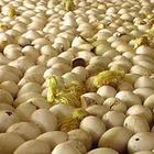 ����֣�Ҷ��