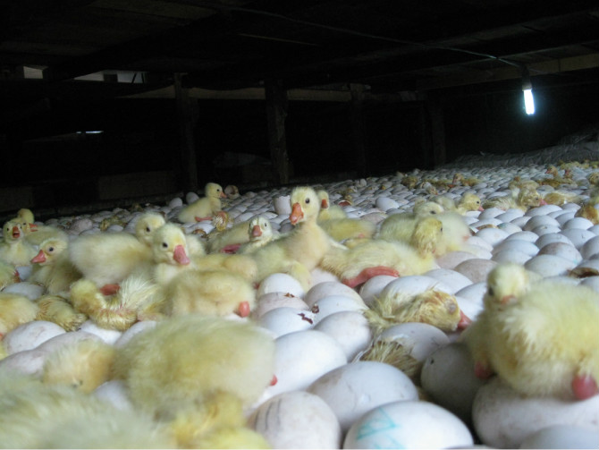 ����֣�Ҷ��5