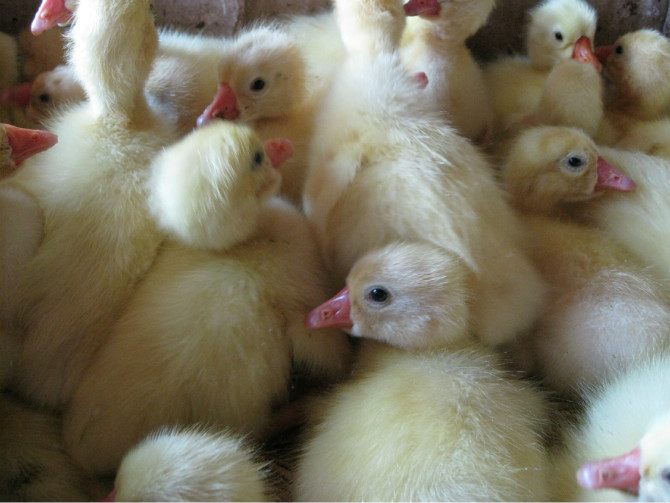 ����֣�Ҷ��8