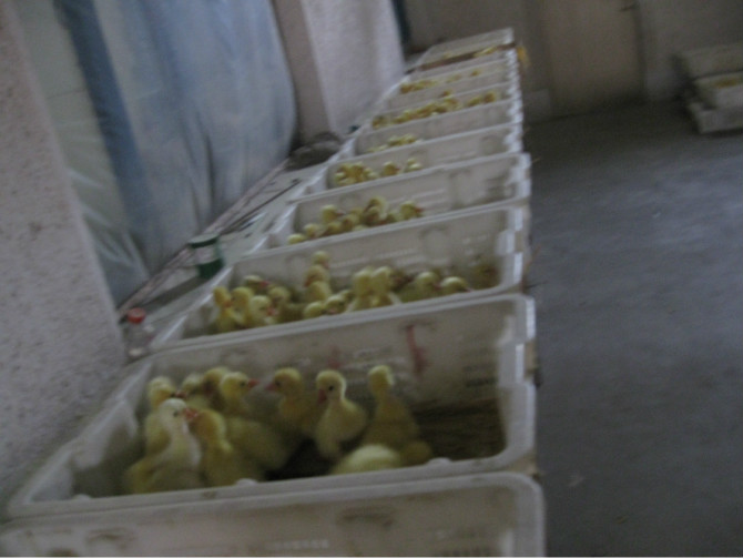 ����֣�Ҷ��9