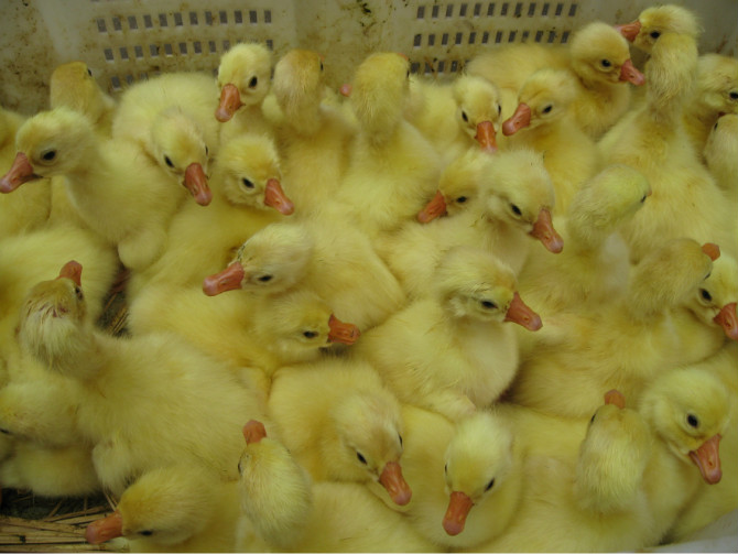 ����֣�Ҷ��12