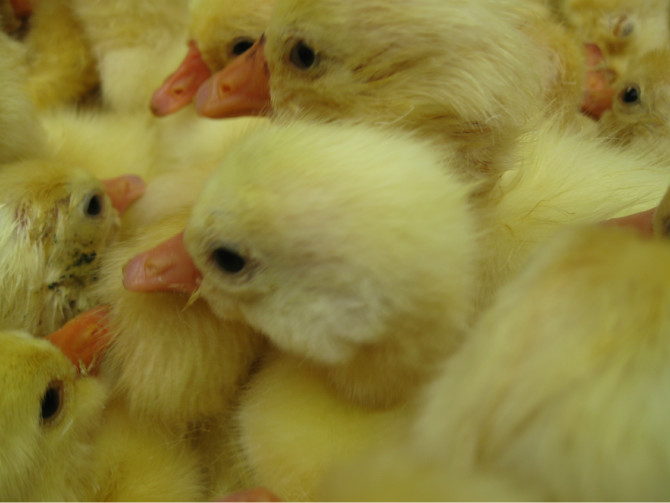 ����֣�Ҷ��11