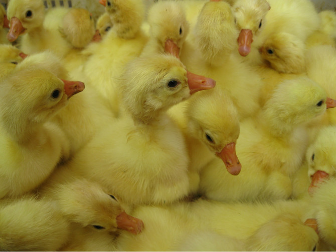 ����֣�Ҷ��13